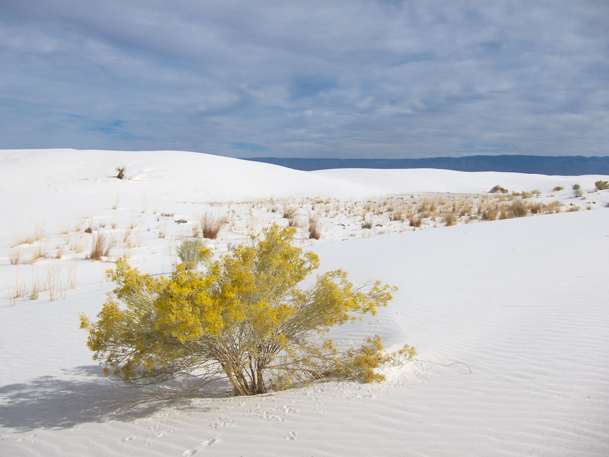 White Sands NM, New Mexico, November 2011.  Click for next photo.
