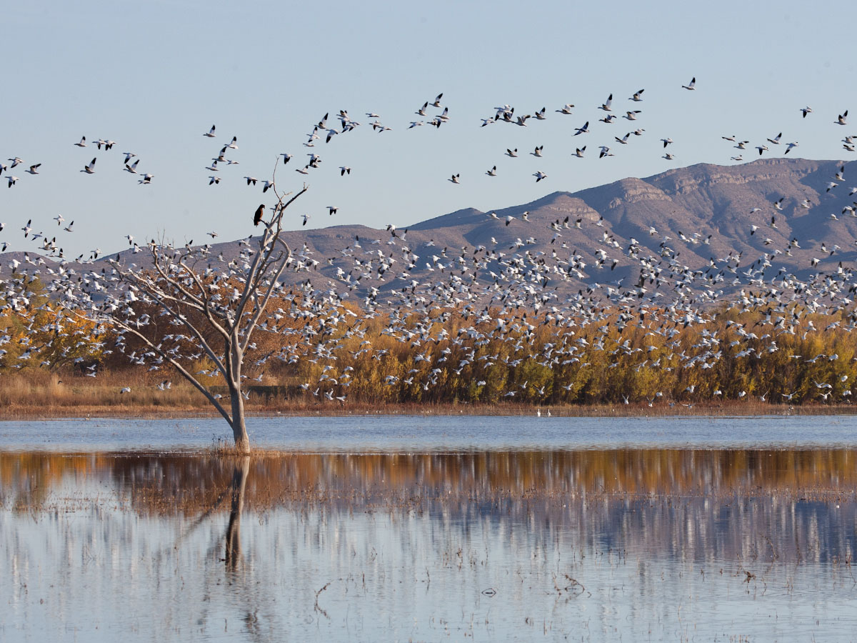 Eagle roosts as snow geese fly by, Bosque del Apache NWR, New Mexico, November 2011.
  Click for next photo.