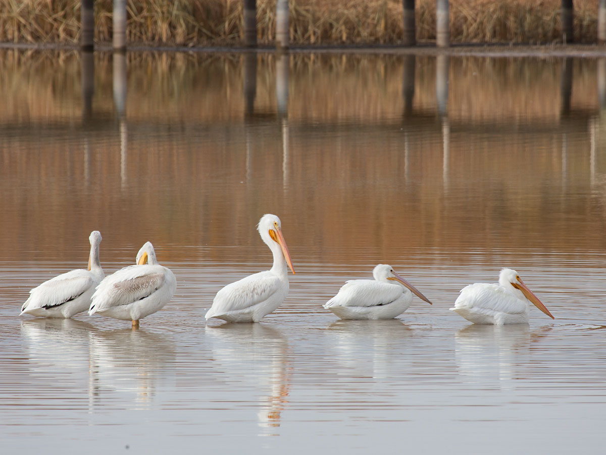 Pelicans, Bosque del Apache NWR, New Mexico.  Click for next photo.