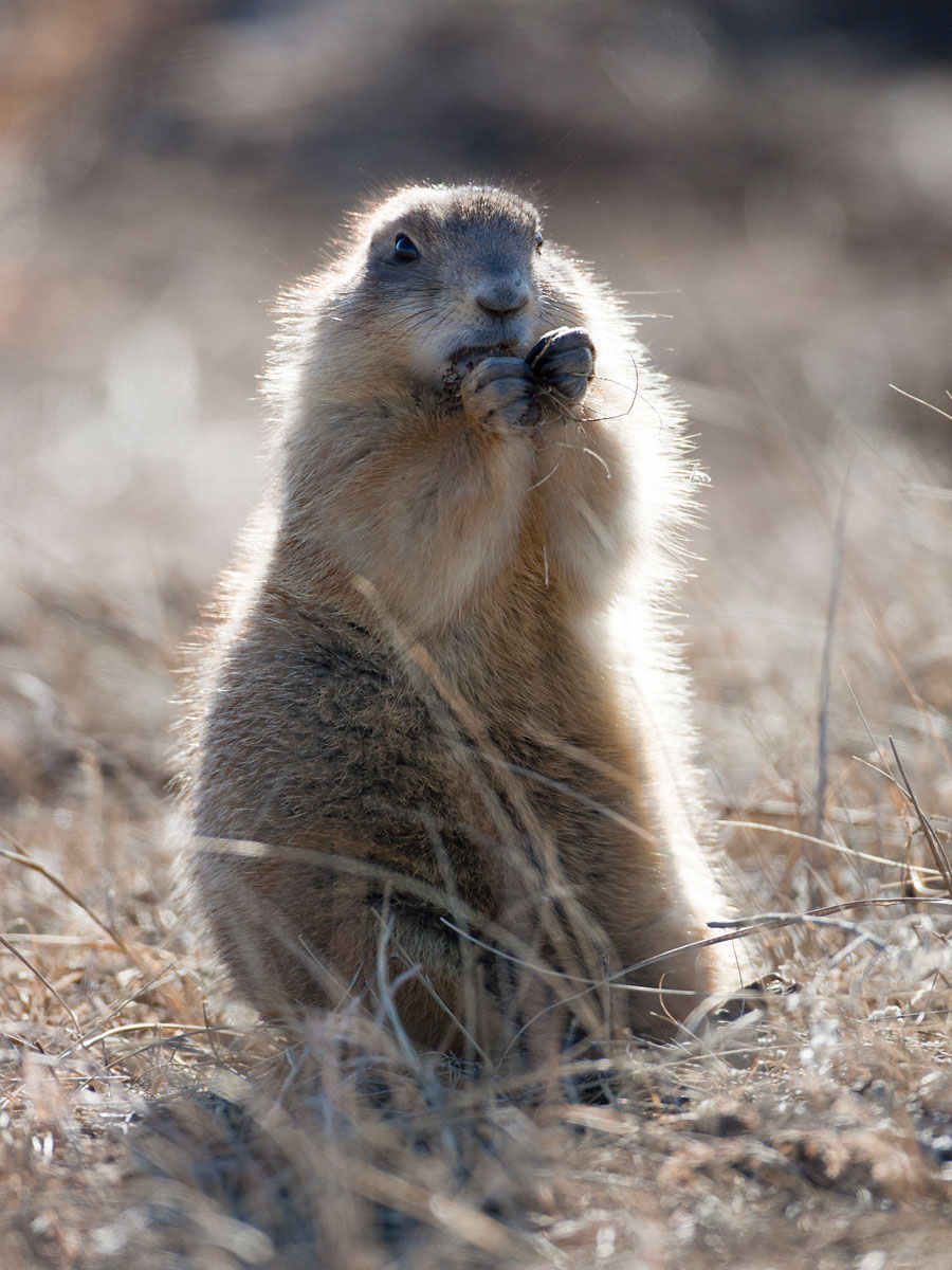 Fat prairie dog, Wind Cave National Park.  Click for next photo.