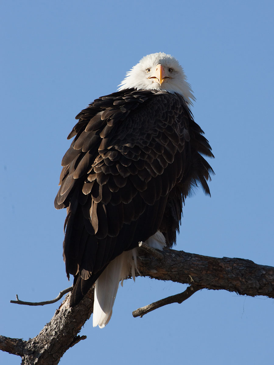 Bald eagle, Custer State Park.  Click for next photo.