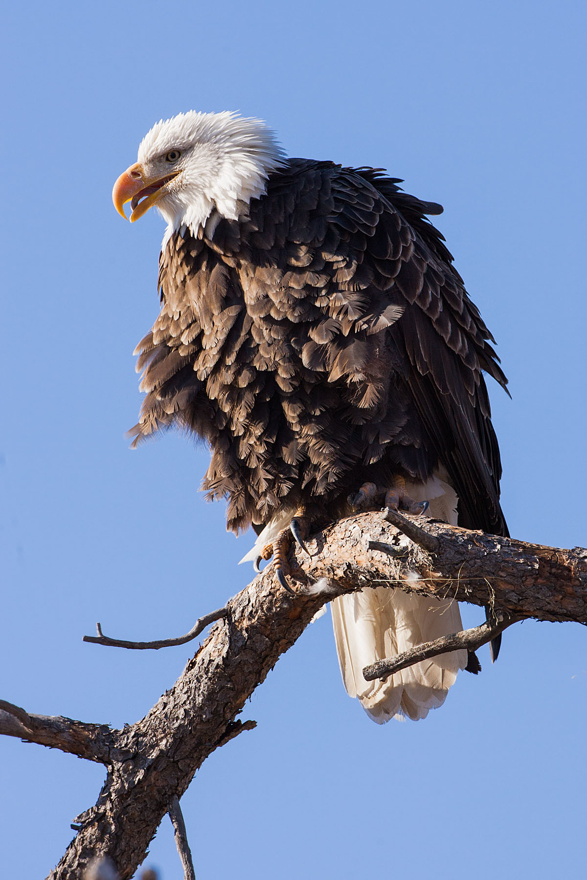 Bald eagle, Custer State Park.  Click for next photo.