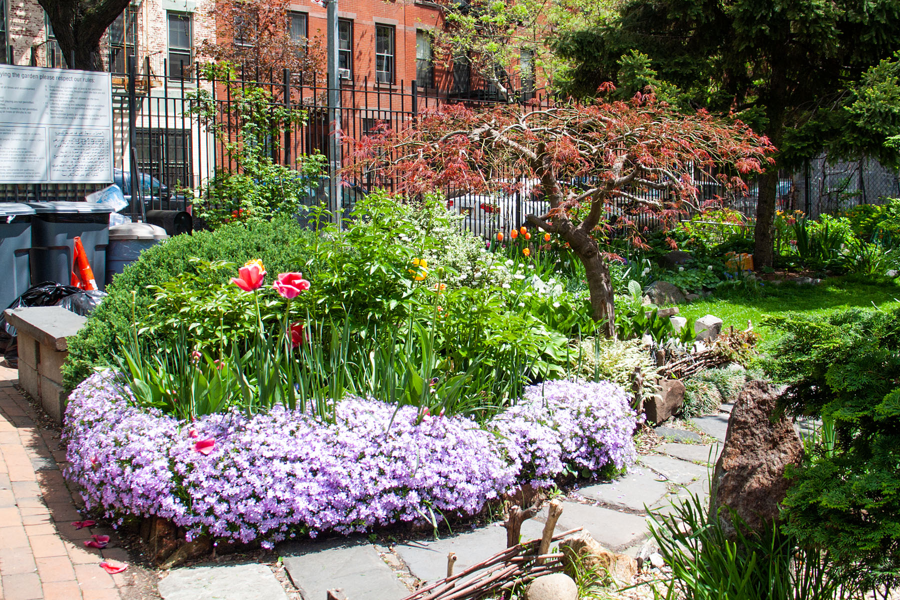 Color in New York City, Clinton Community Garden.  Click for next photo.