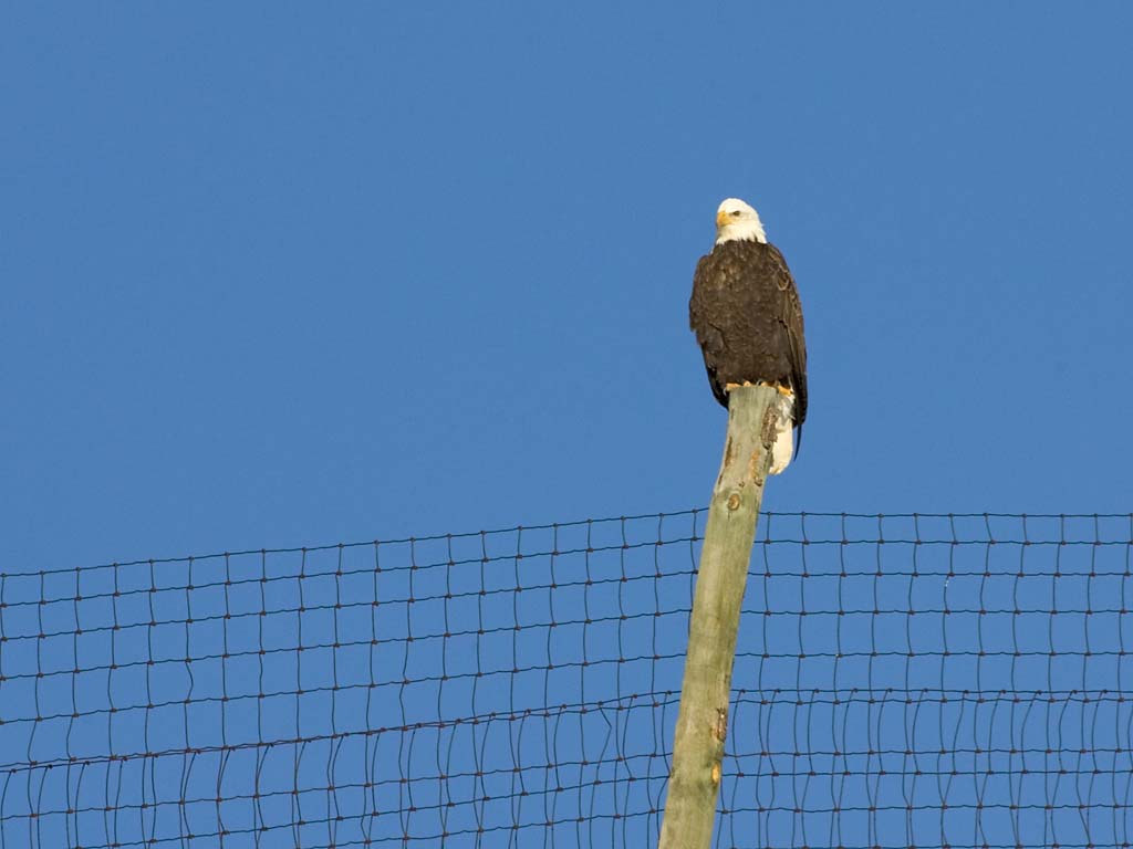 Bald Eagle, Custer State Park, SD, January 2011.  Click for next photo.