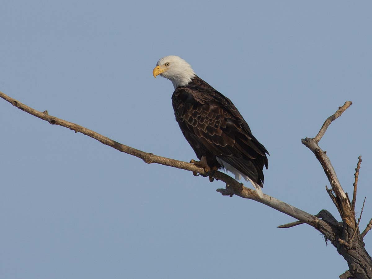 Bald eagle near Fort Randall dam on the Missouri, South Dakota, January 2011.  Click for next photo.