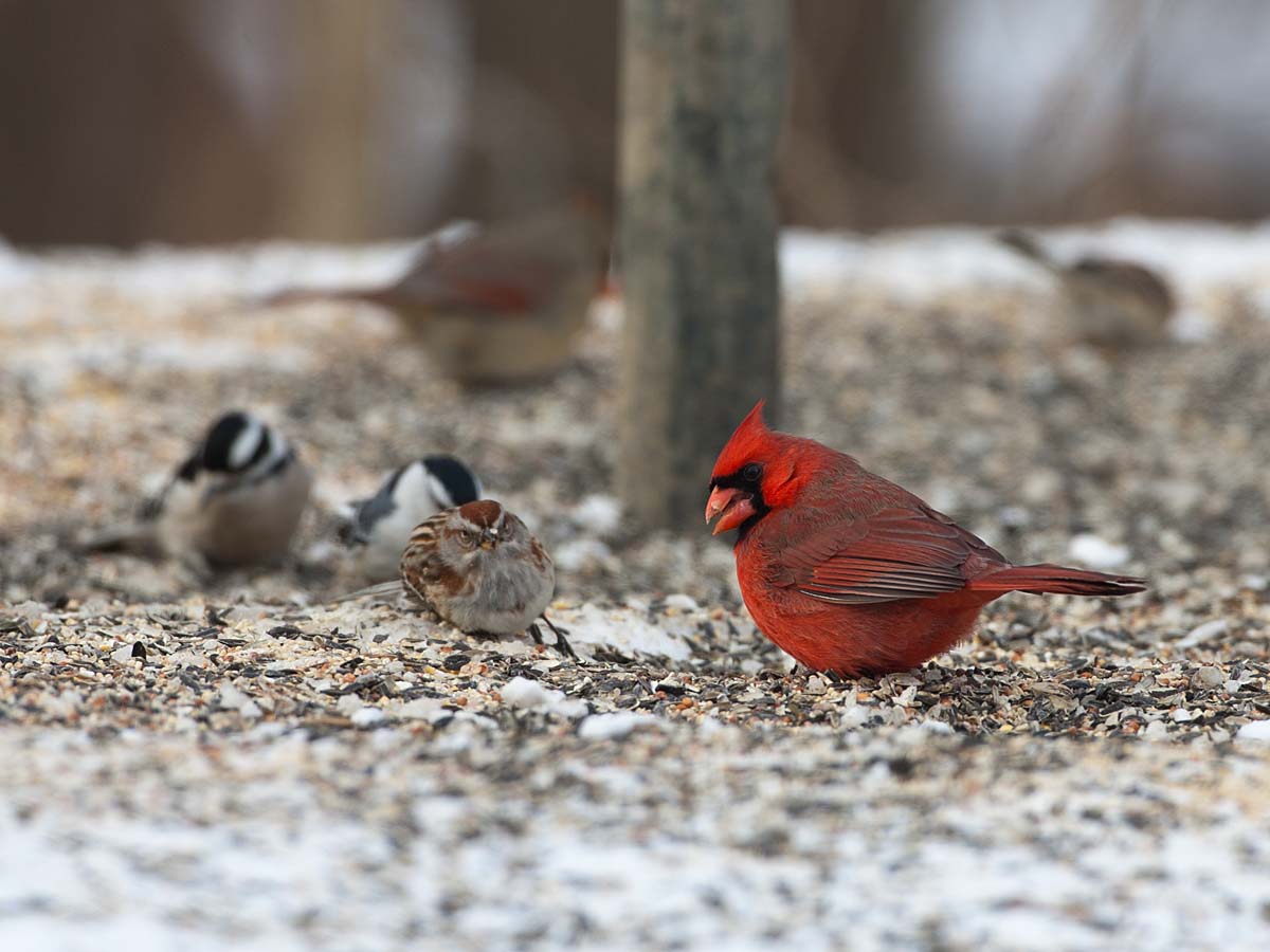 Cardinal at feeder, Credit Island, Iowa.  Click for next photo.