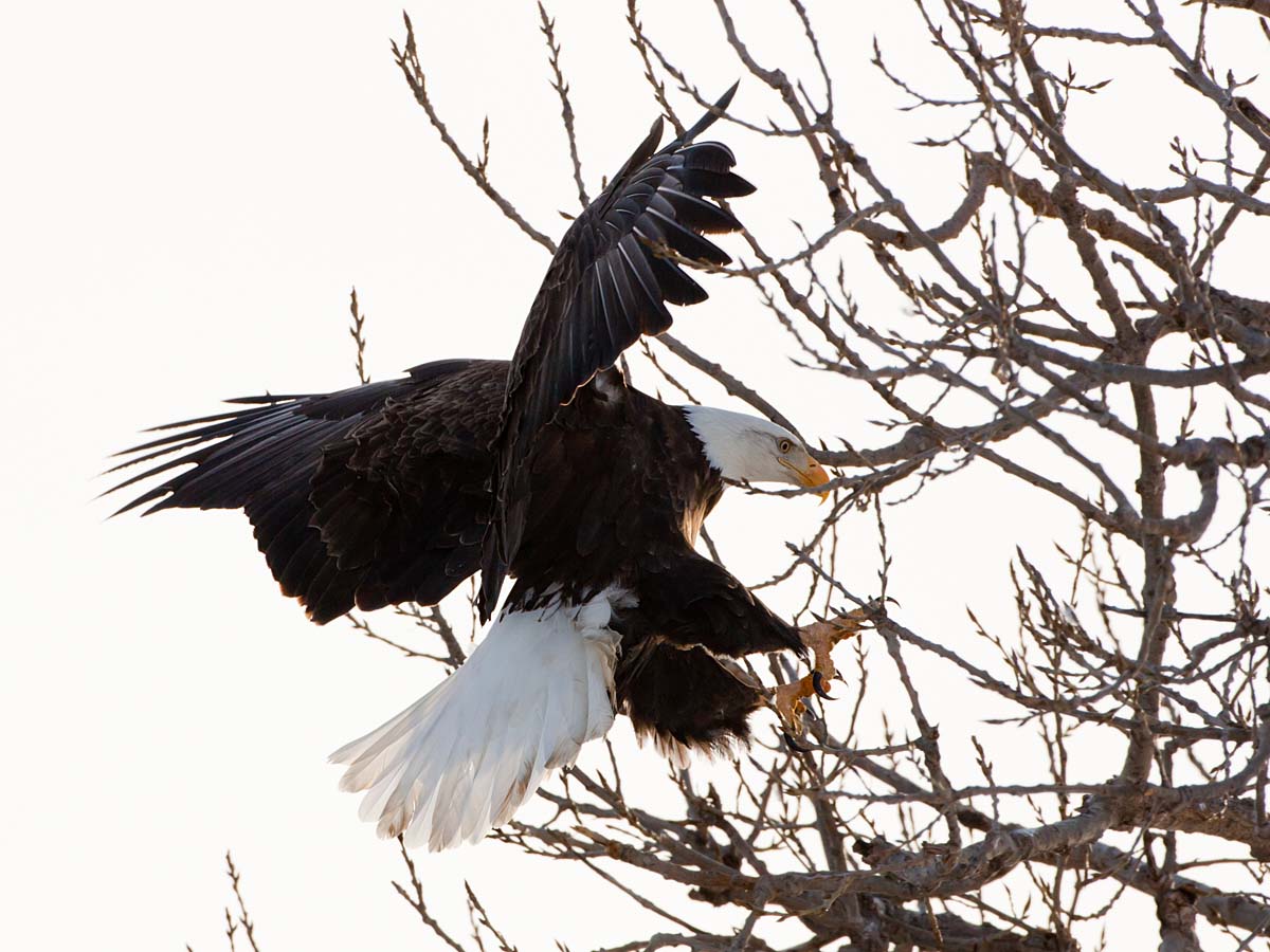 Bald Eagle coming in for a landing, Keokuk, Iowa, February 2011.  Click for next photo.