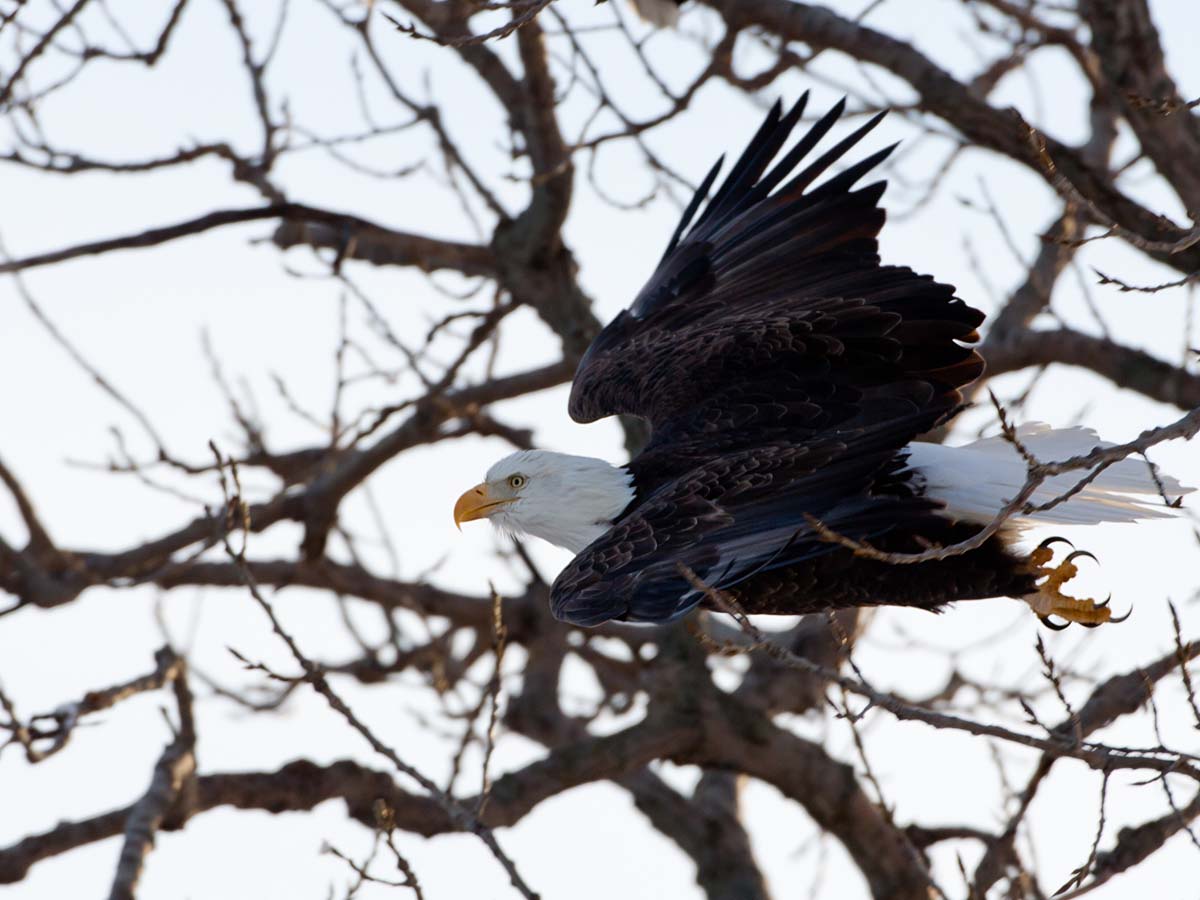 Bald Eagle taking off, Keokuk, Iowa, February 2011.  Click for next photo.