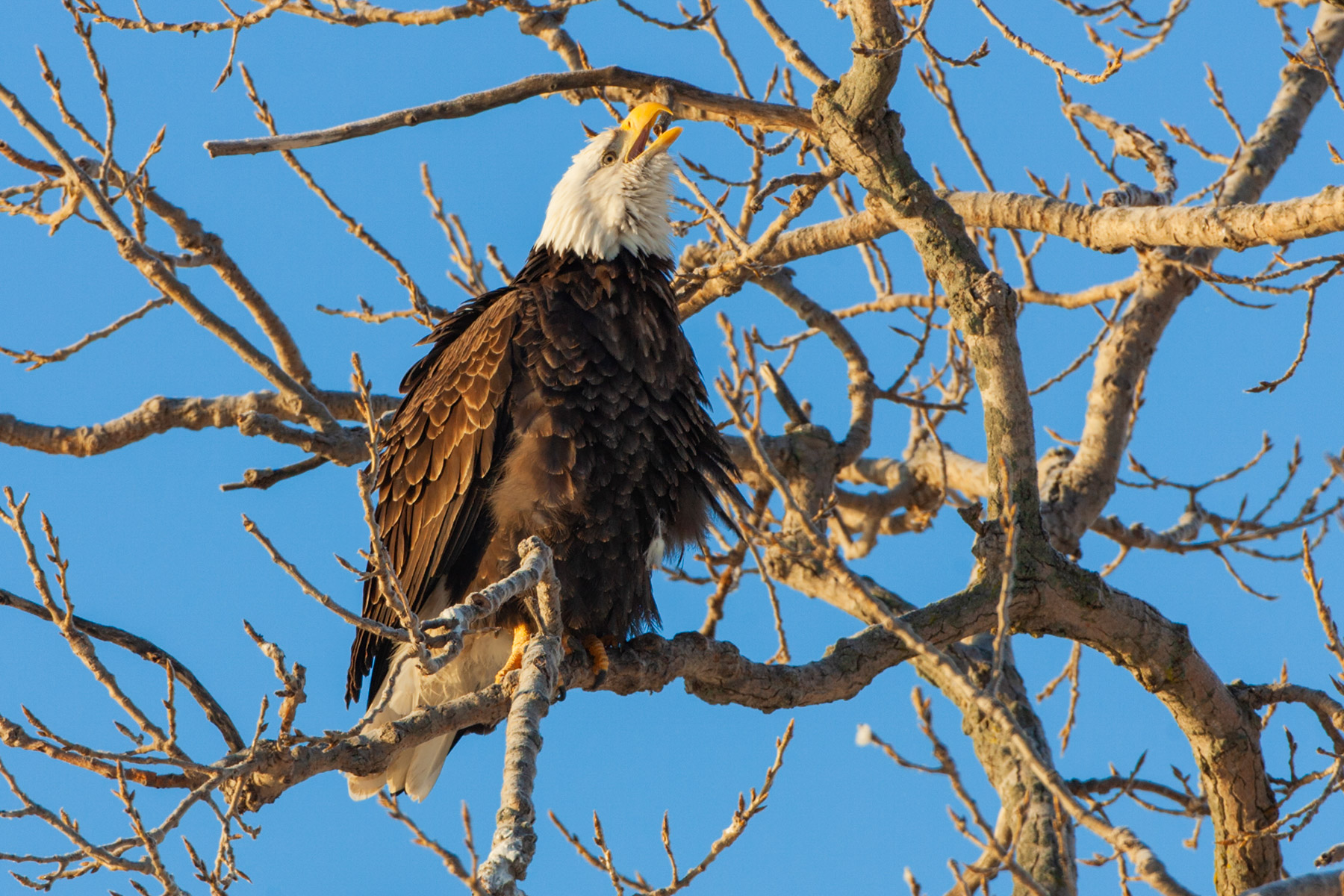 Bald Eagle, Keokuk, Iowa.  Click for next photo.
