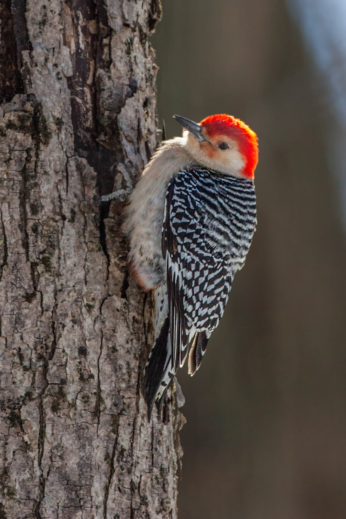 Red-bellied woodpecker, Lock & Dam 18, Gladstone, Illinois.  Click for next photo.