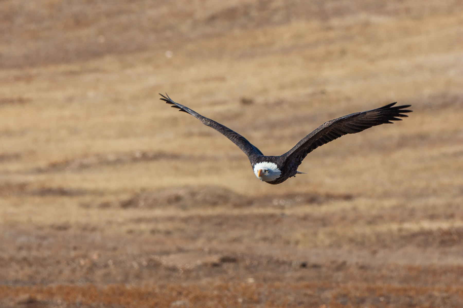 Bald eagle, Custer State Park.  Click for next photo.