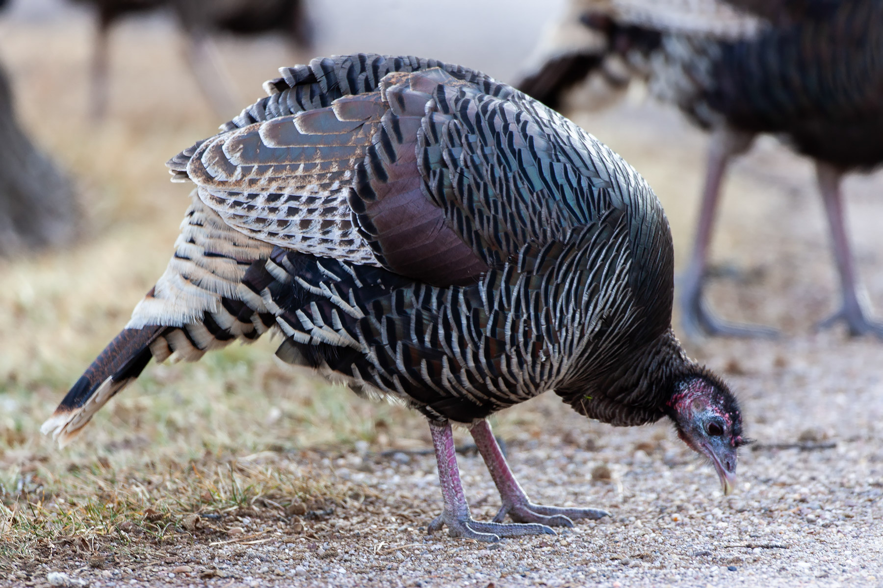 Turkey near the visitor center, Custer State Park.  Click for next photo.
