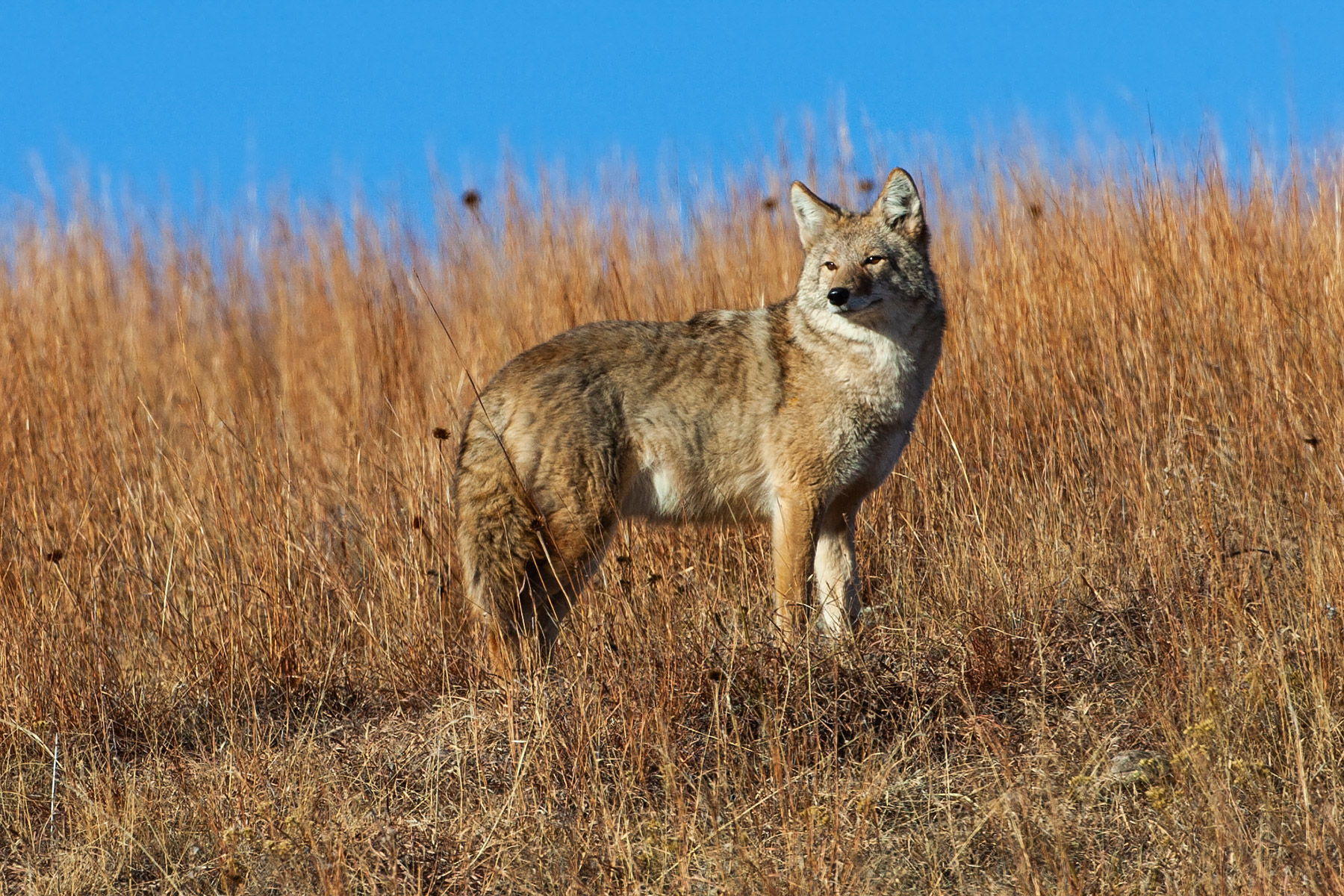 Coyote, Custer State Park.  Click for next photo.