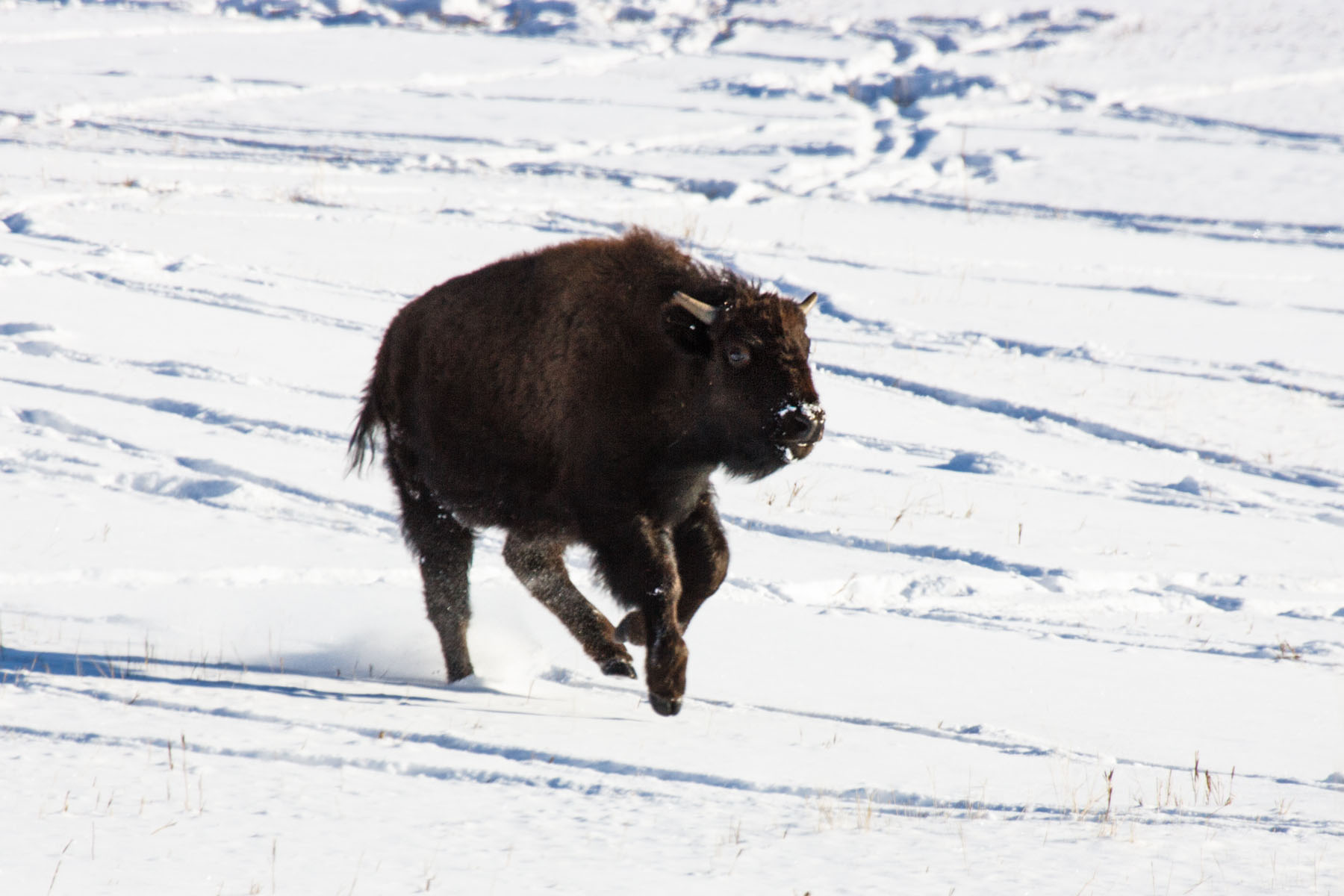 Bison calf looking for its mother, Custer State Park, SD.  Click for next photo.