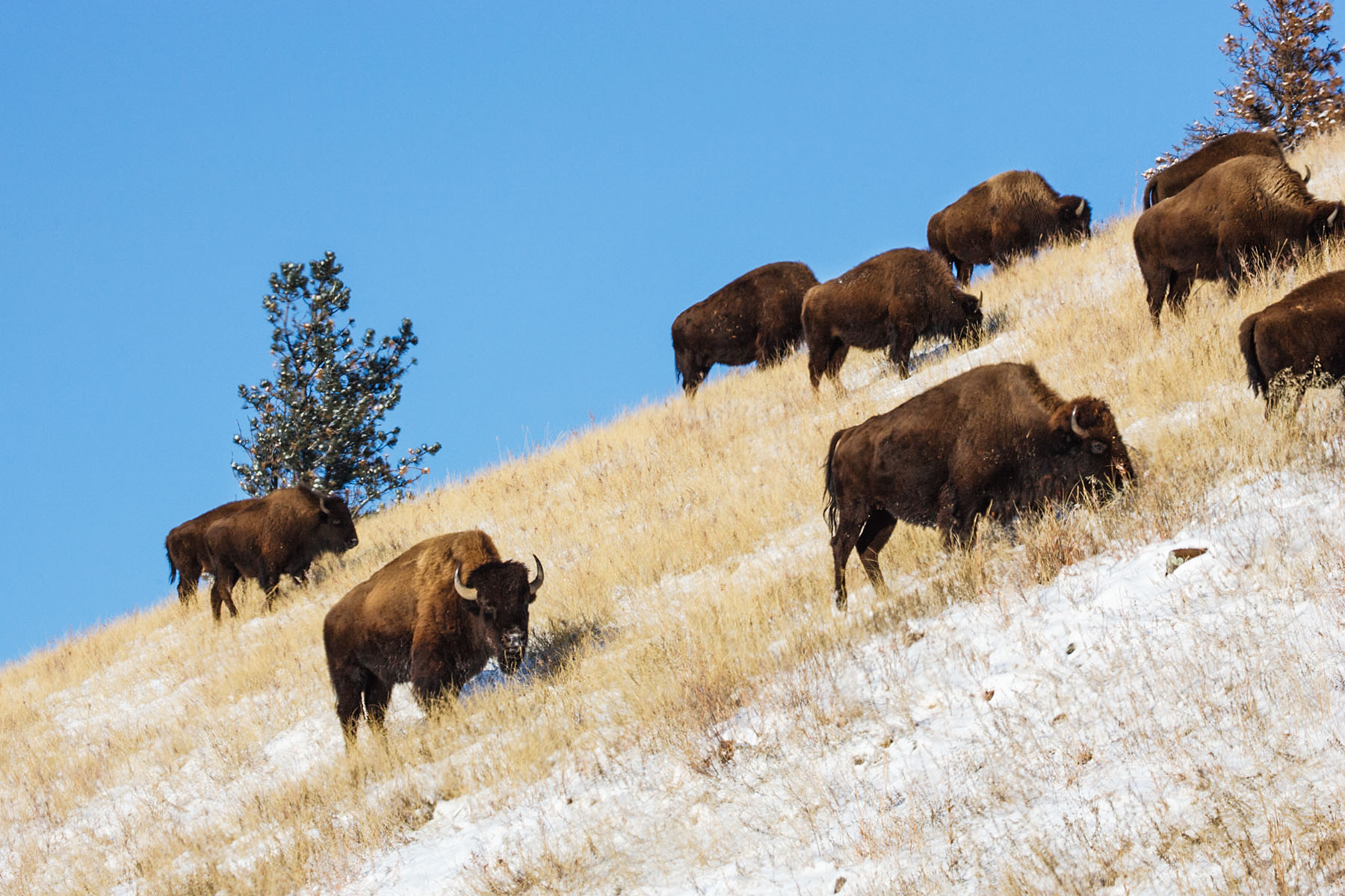 Bison hit the slopes, Custer State Park, SD.  Click for next photo.