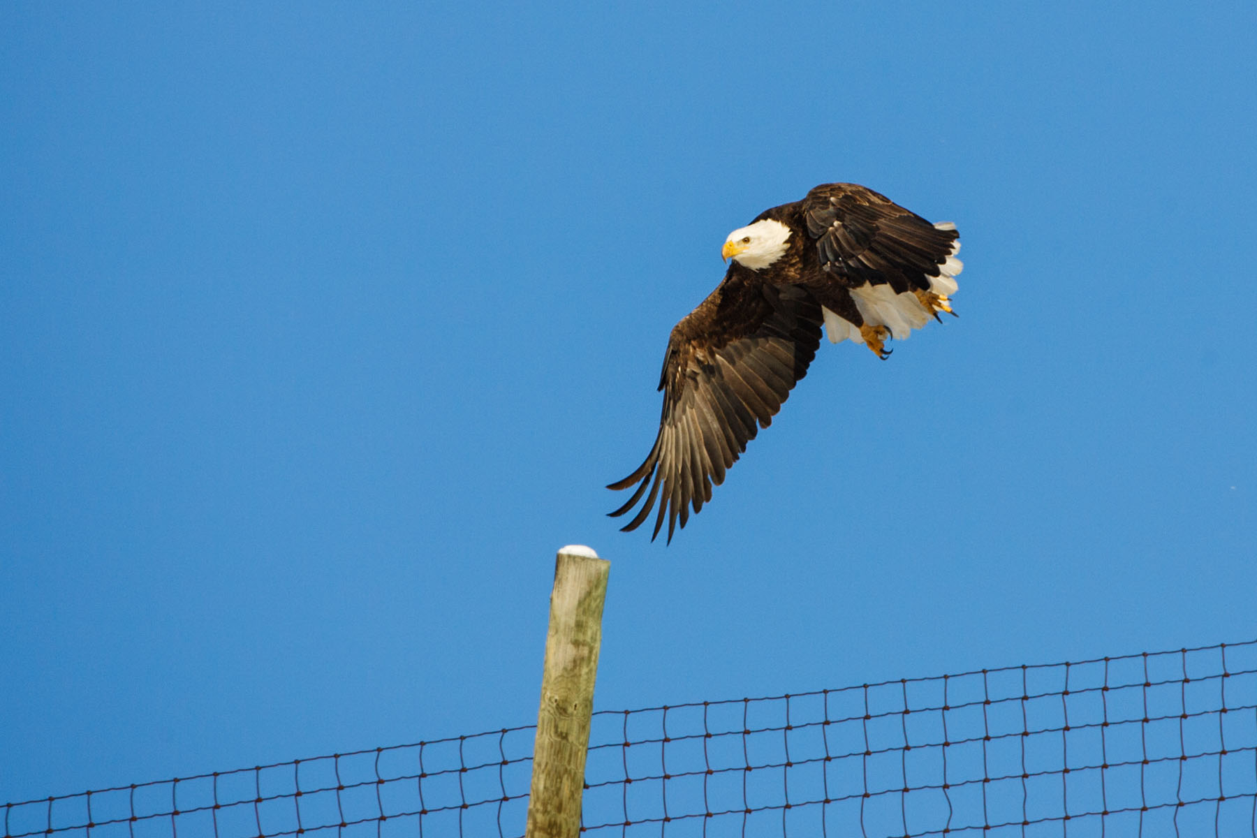 Bald Eagle, Custer State Park, SD.  Click for next photo.