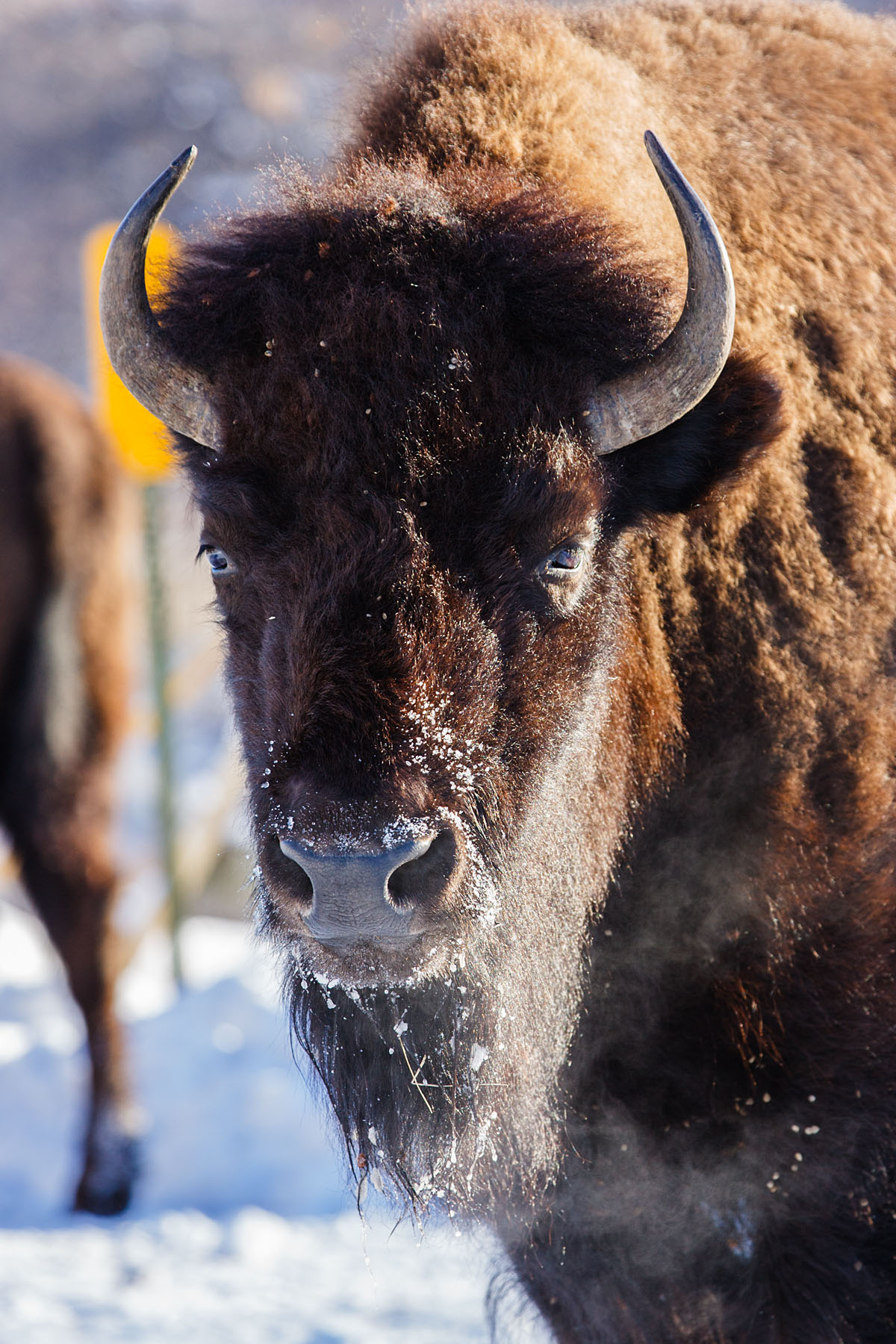 Bison in the cold, Custer State Park, SD.  Click for next photo.