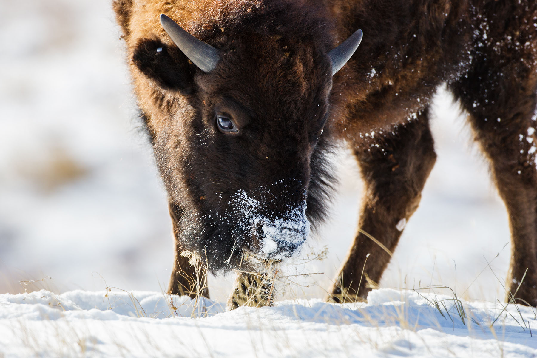 Bison sweeps away the snow with his nose, Custer State Park, SD.  Click for next photo.