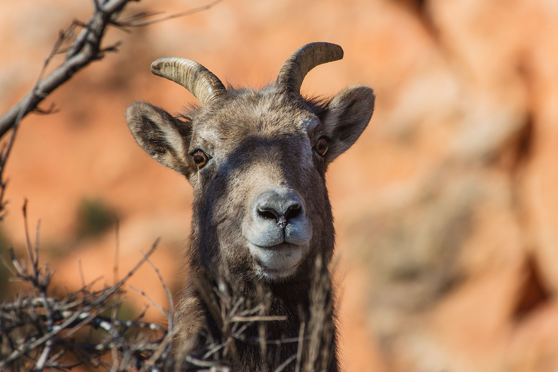 Bighorn ewe peers down from a resting spot, Cleghorn Canyon, Rapid City, SD.  Click for next photo.