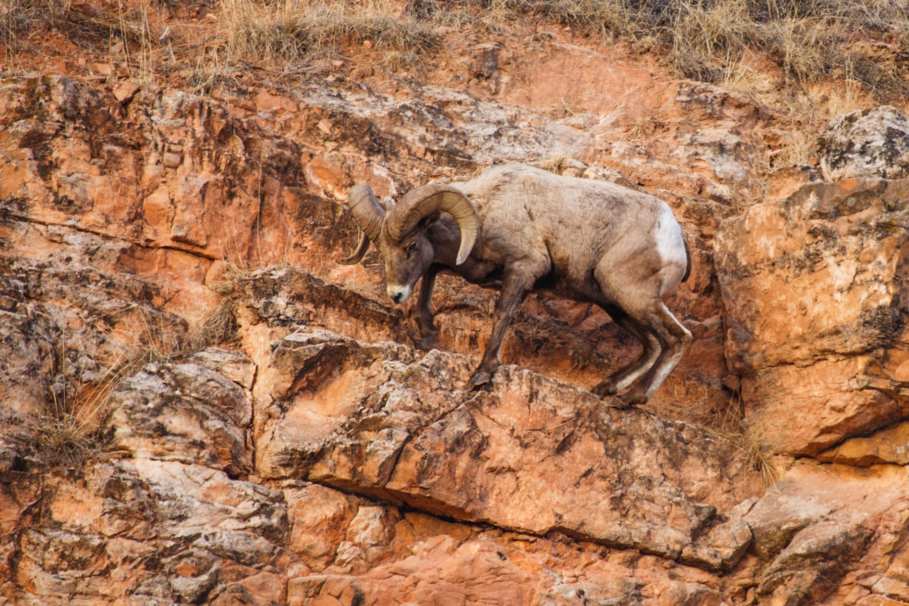 Sure-footed bighorn sheep bobbled jumping to here, jumped back down and tried again.  Cleghorn Canyon, Rapid City, SD.  Click for next photo.