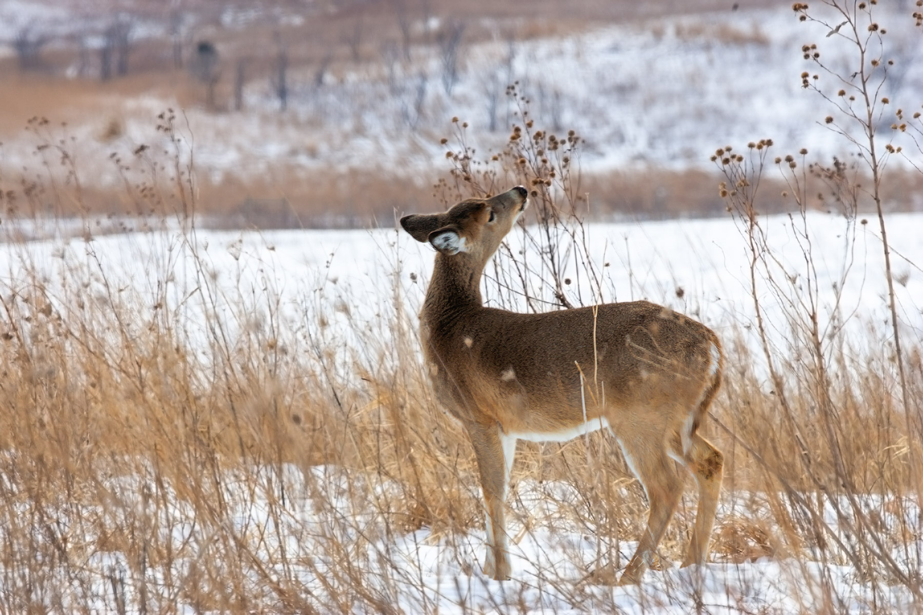 Deer in Neal Smith NWR near Des Moines, Iowa.  Click for next photo.