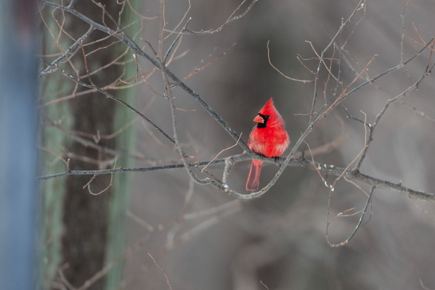 Cardinal, Credit Island, Iowa.  Click for next photo.