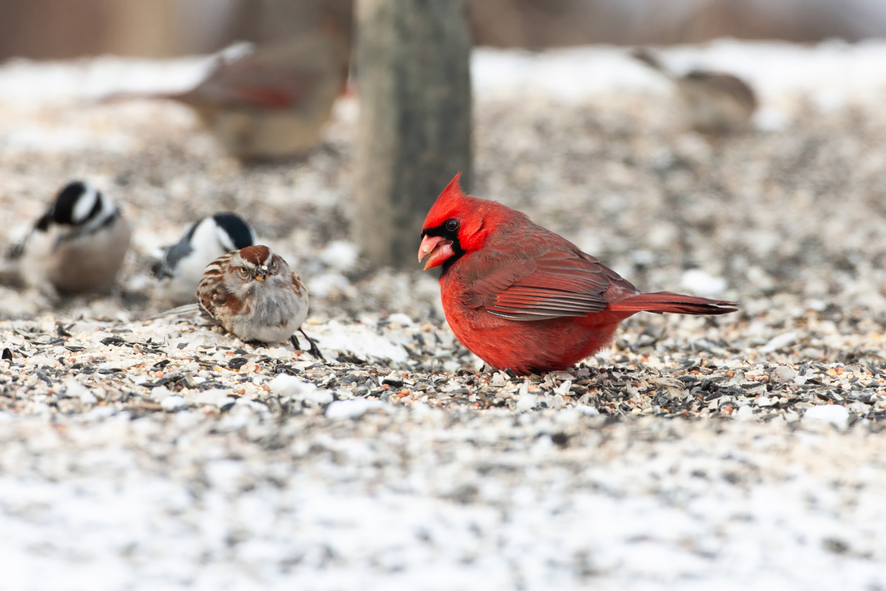 Cardinal at feeder, Credit Island, Iowa.  Click for next photo.