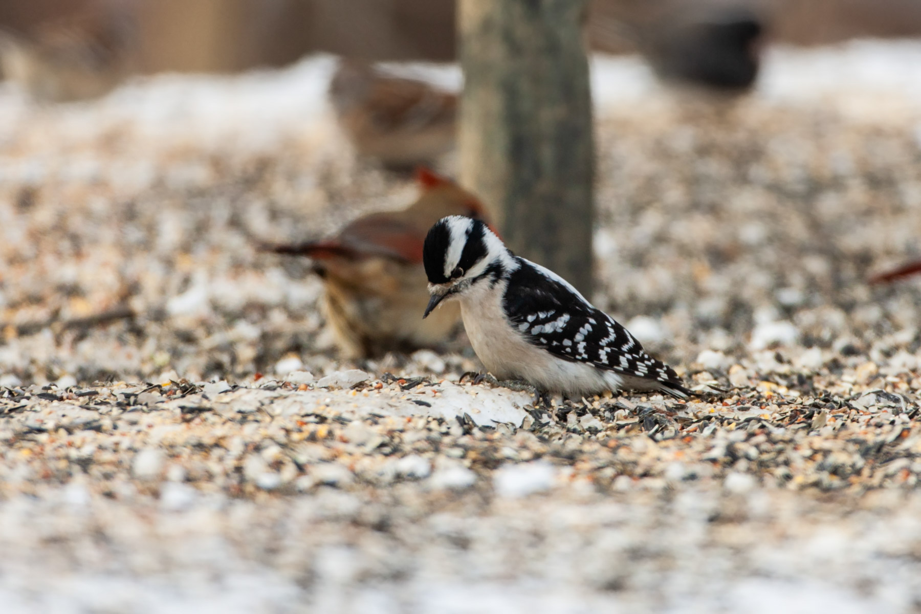 Downey woodpecker at feeder, Credit Island, Iowa.  Click for next photo.