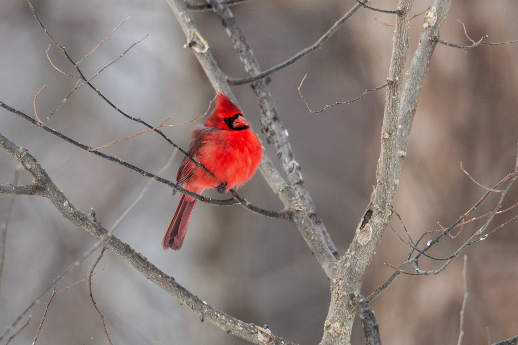 Cardinal, Credit Island, Iowa.  Click for next photo.