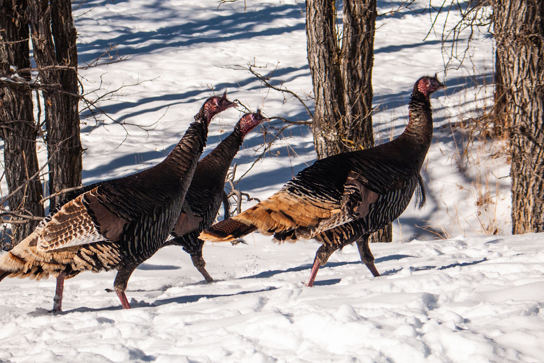 Turkeys, Custer State Park, SD.  Click for next photo.