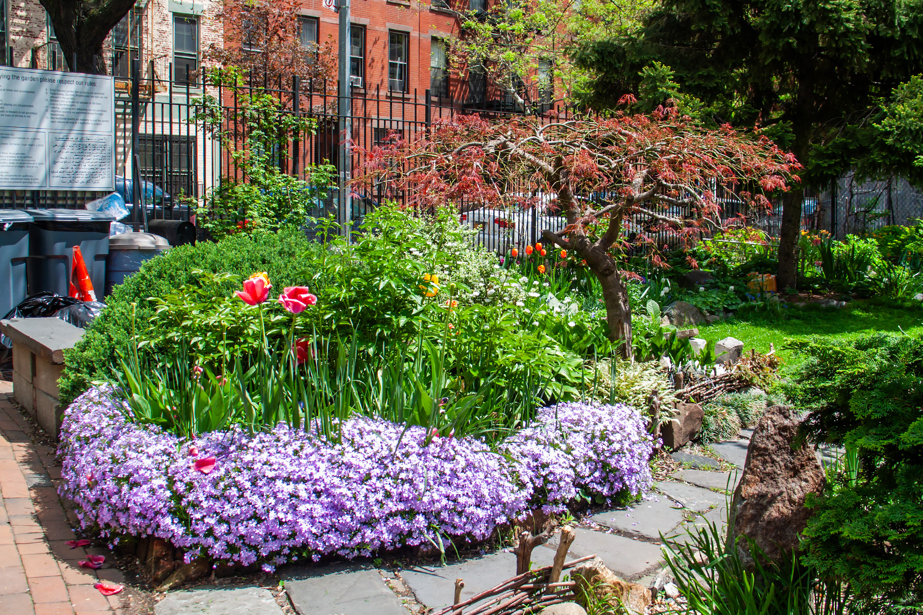 Color in New York City, Clinton Community Garden.  Click for next photo.