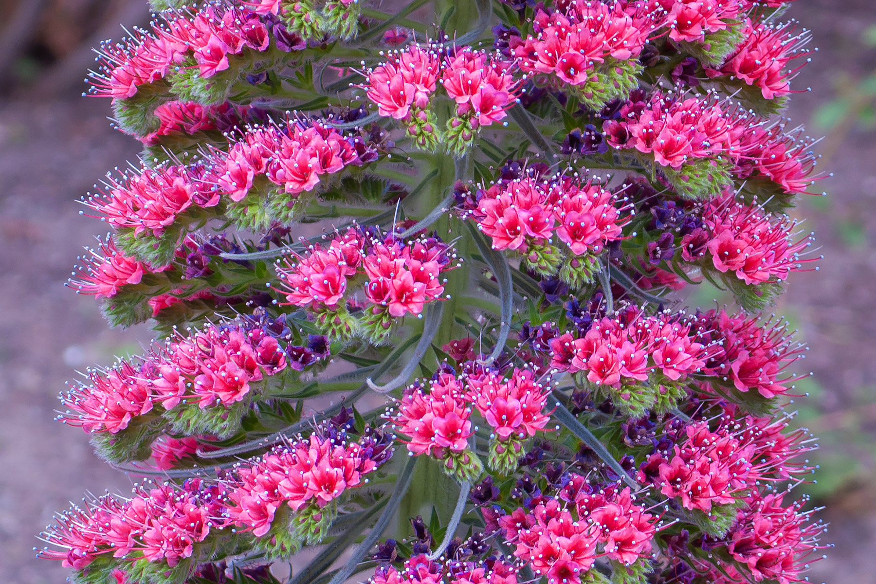 Tower of Jewels from the Canary Islands, New York Botanical Garden.  Click for next photo.