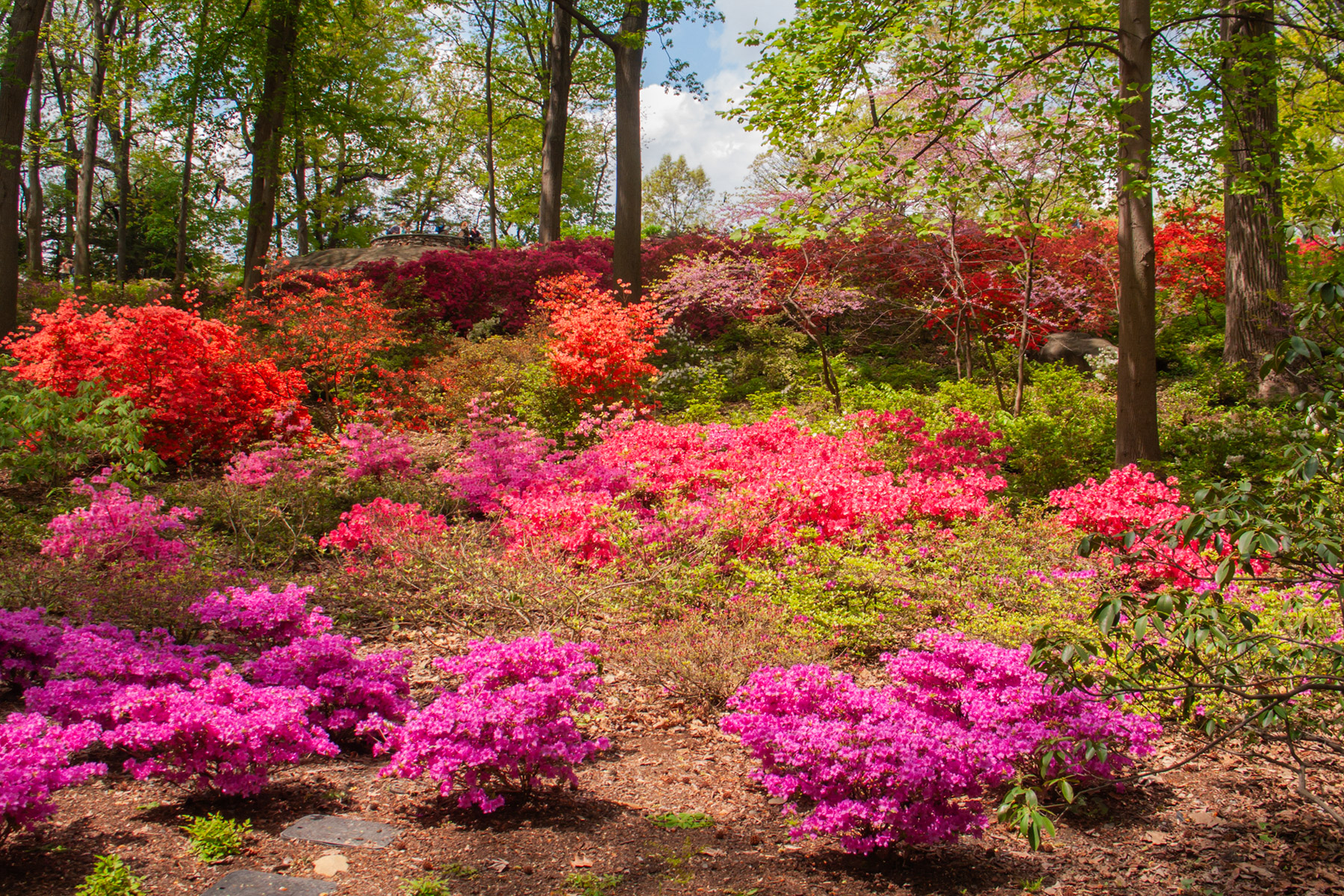 Renovated azalea garden, New York Botanical Garden.  Click for next photo.