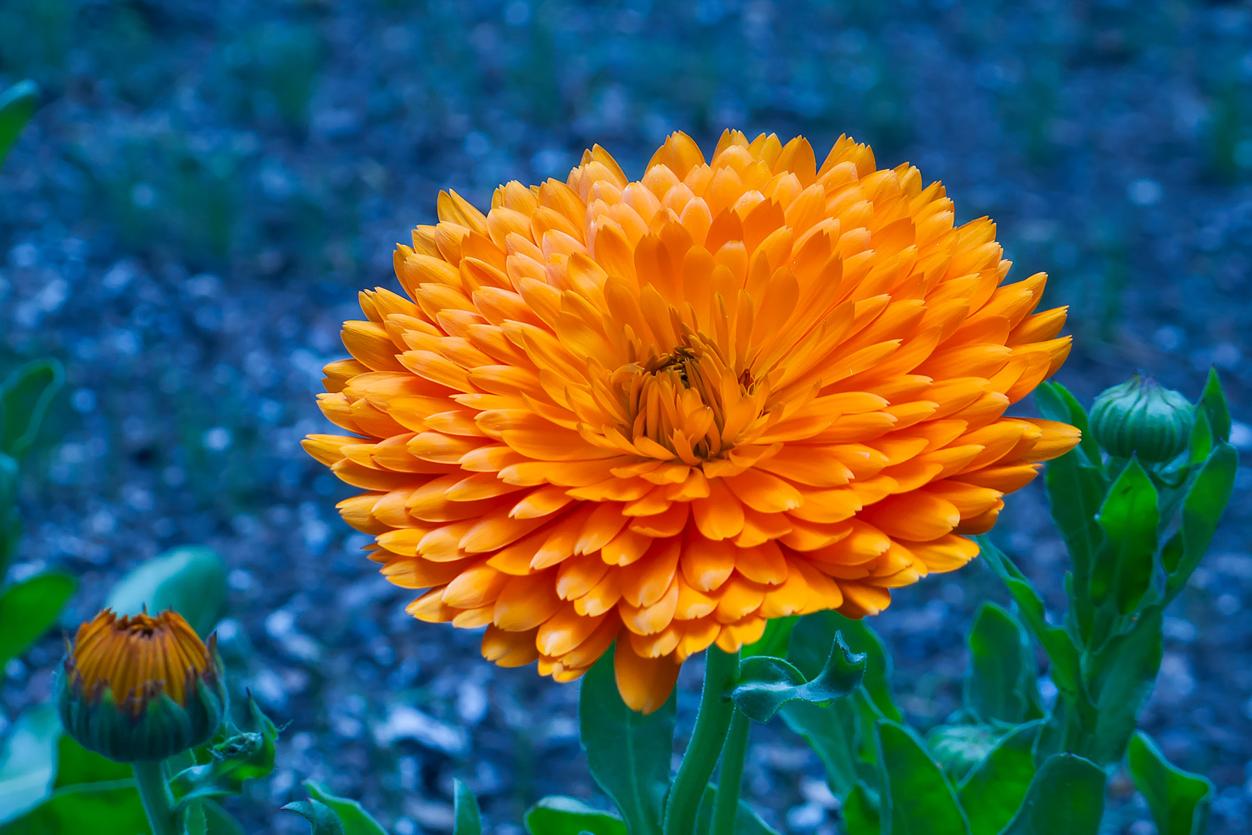 New York Botanical Garden.  Click for next photo.