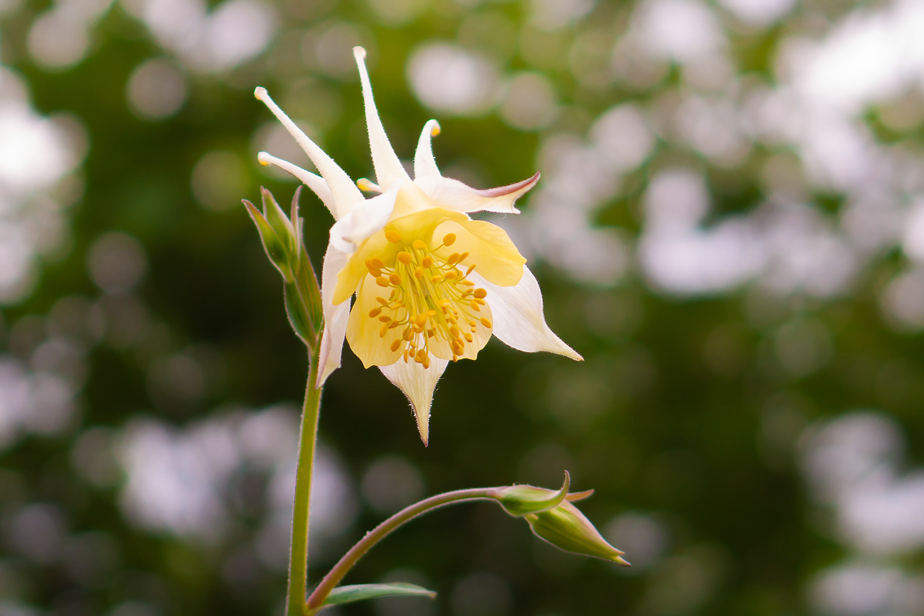Brooklyn Botanic Garden.  Click for next photo.