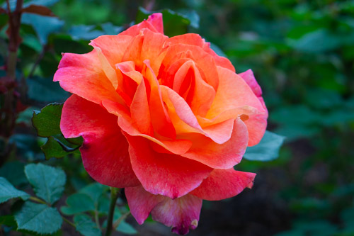 Mardi Gras rose, Brooklyn Botanic Garden.  Click for next photo.