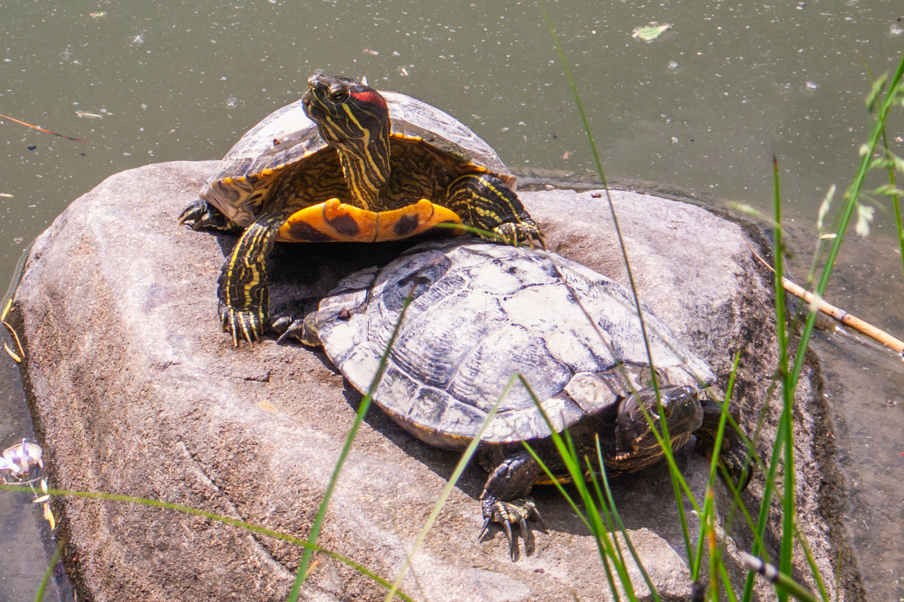 Turtles, Brooklyn Botanic Garden.  Click for next photo.
