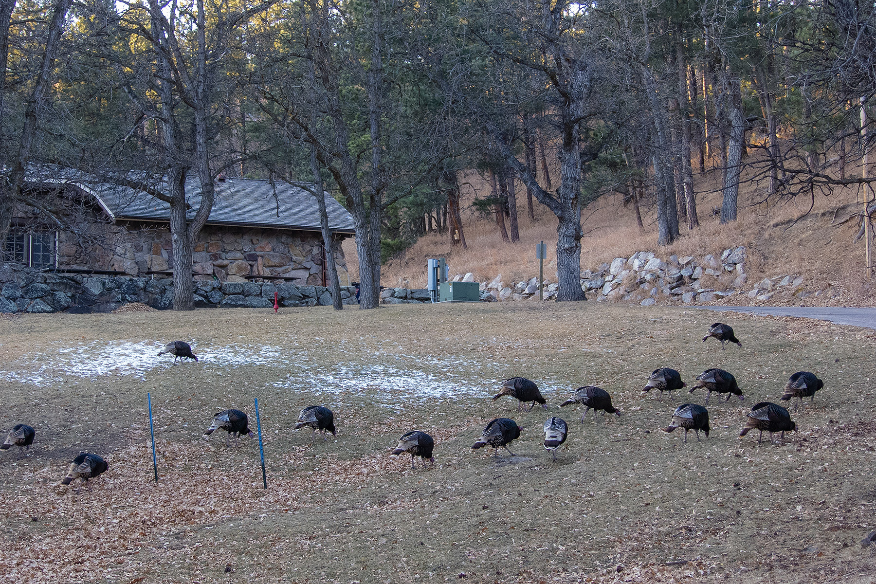Just part of a huge flock of turkeys near the visitor center, Custer State Park.  Click for next photo.