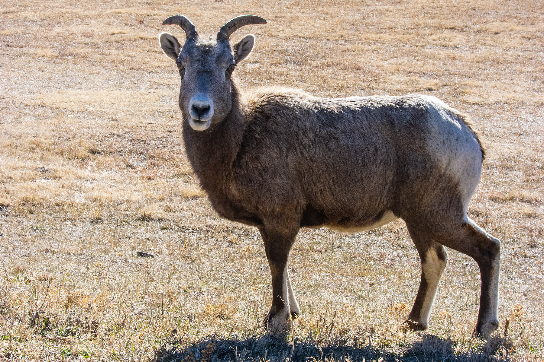 Lone bighorn ewe, Custer State Park.  Click for next photo.