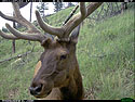Elk on trail camera, Wind Cave National Park, South Dakota, July 2011.
