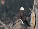 A familiar eagle in Custer State Park a few yards from the south entrance on Highway 87.  I