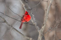 Cardinal, Credit Island, Iowa.