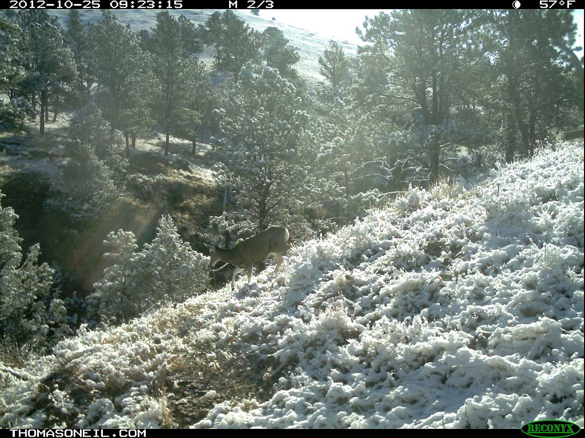 Deer in the snow, trailcam photo from Oct. 25, 2012, Wind Cave National Park, South Dakota.  Click for next photo.