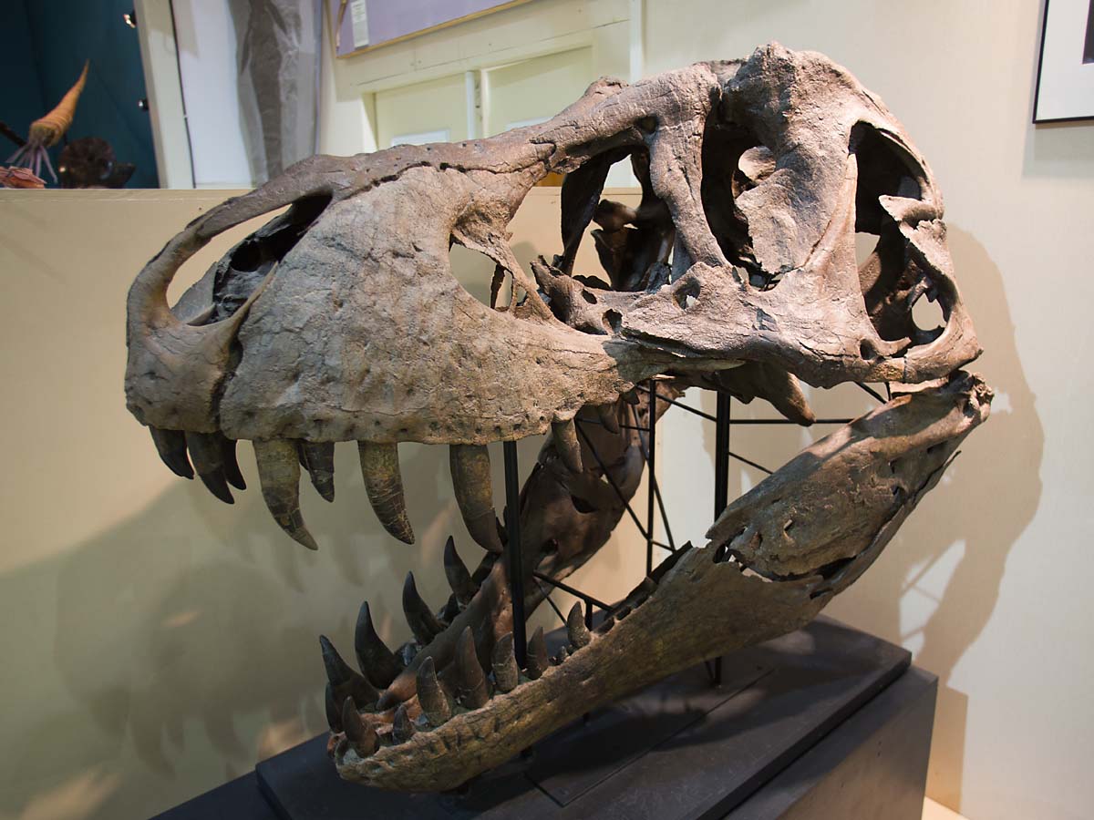 The Tyrannosaurus Rex skull is too heavy to mount on the skeleton, so this is Stans skull, Black Hills Institute, Hill City.    Click for next photo.