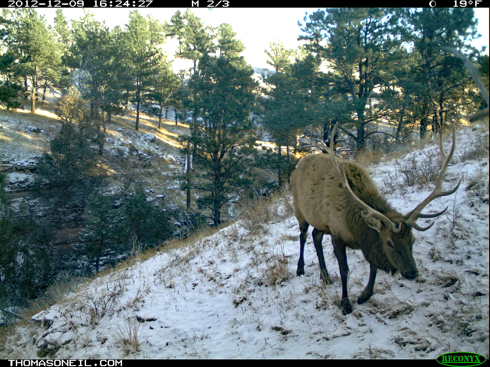 Elk, trailcam photo from Dec. 9, 2012, Wind Cave National Park, South Dakota.  Click for next photo.