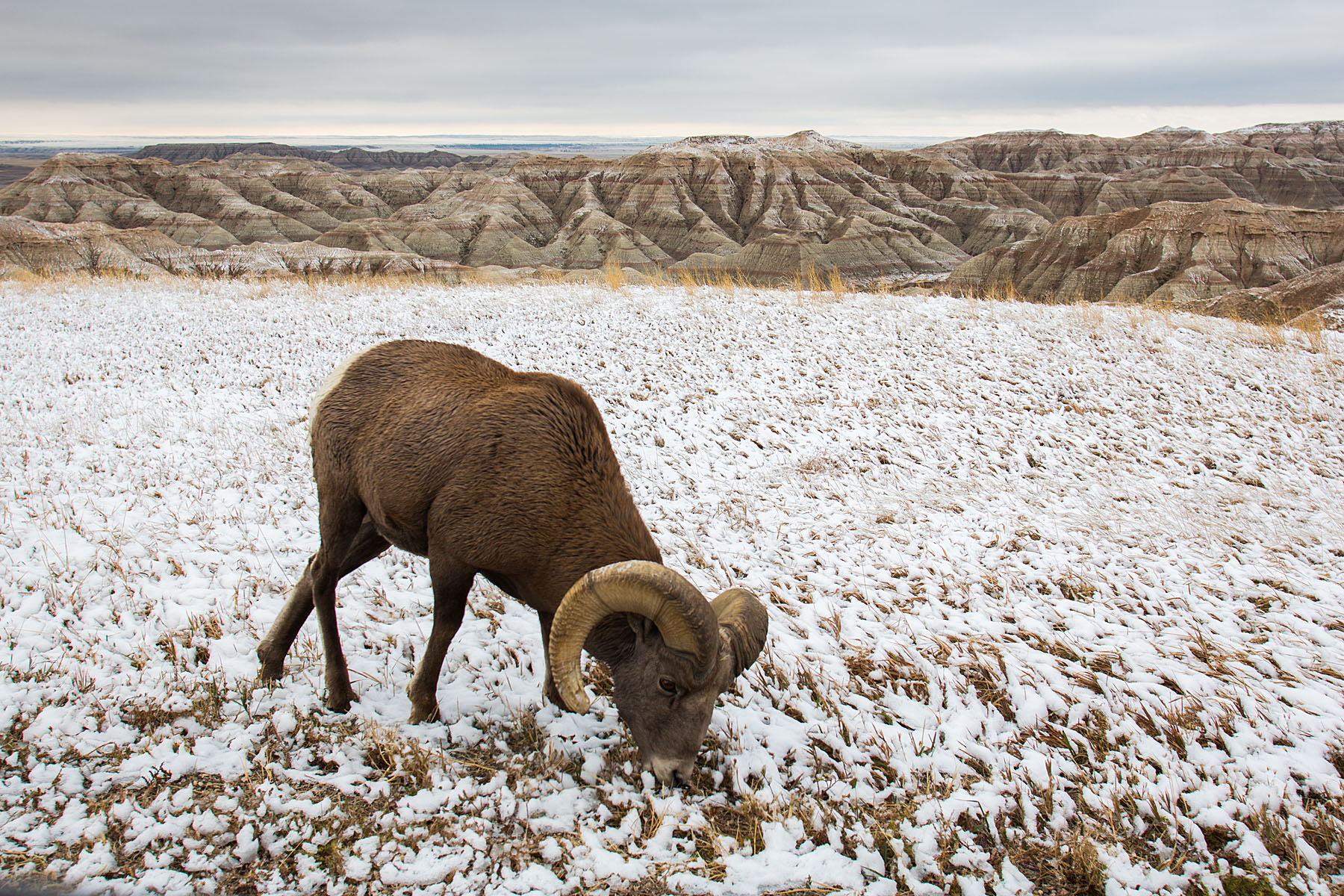 Bighorn sheep in South Dakota Badlands after an October snow.  I was on the wrong side of the car so I passed the camera to my future spouse Sue, who took this shot.  Click for next photo.