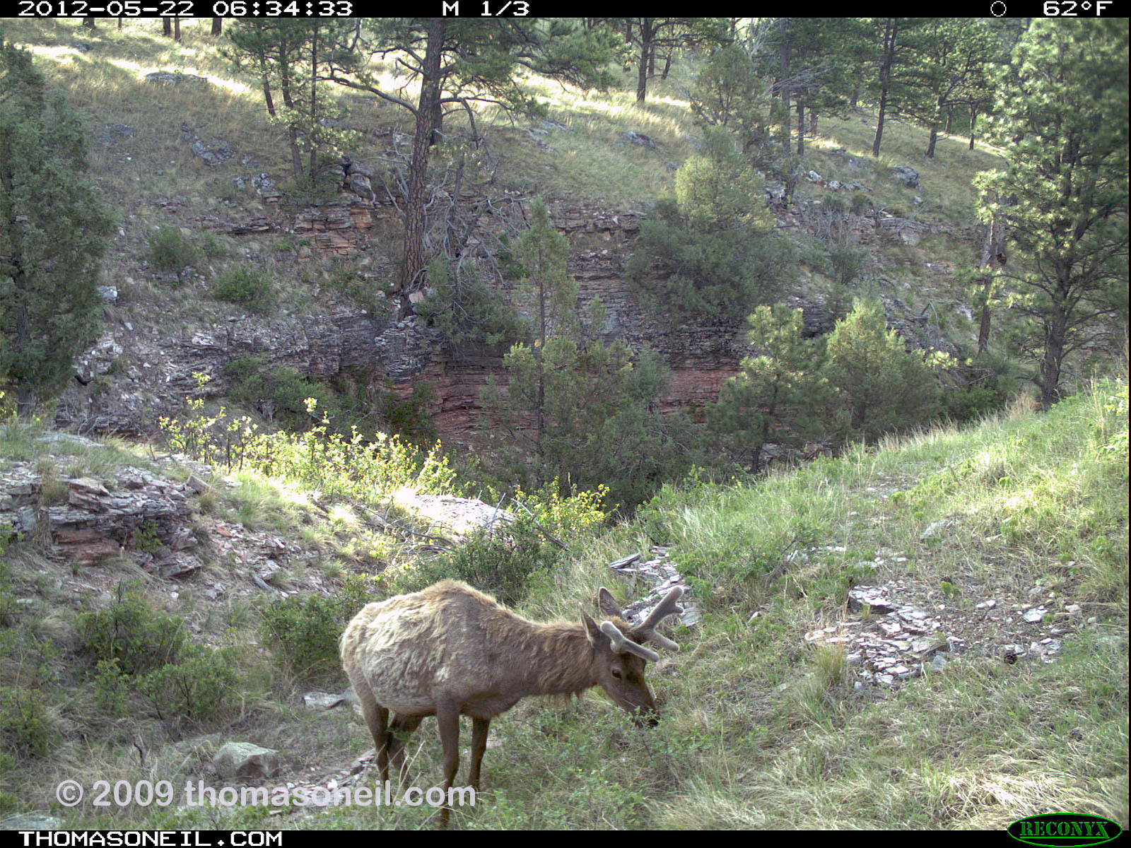 Trailcam picture of elk, Wind Cave National Park.  Click for next photo.