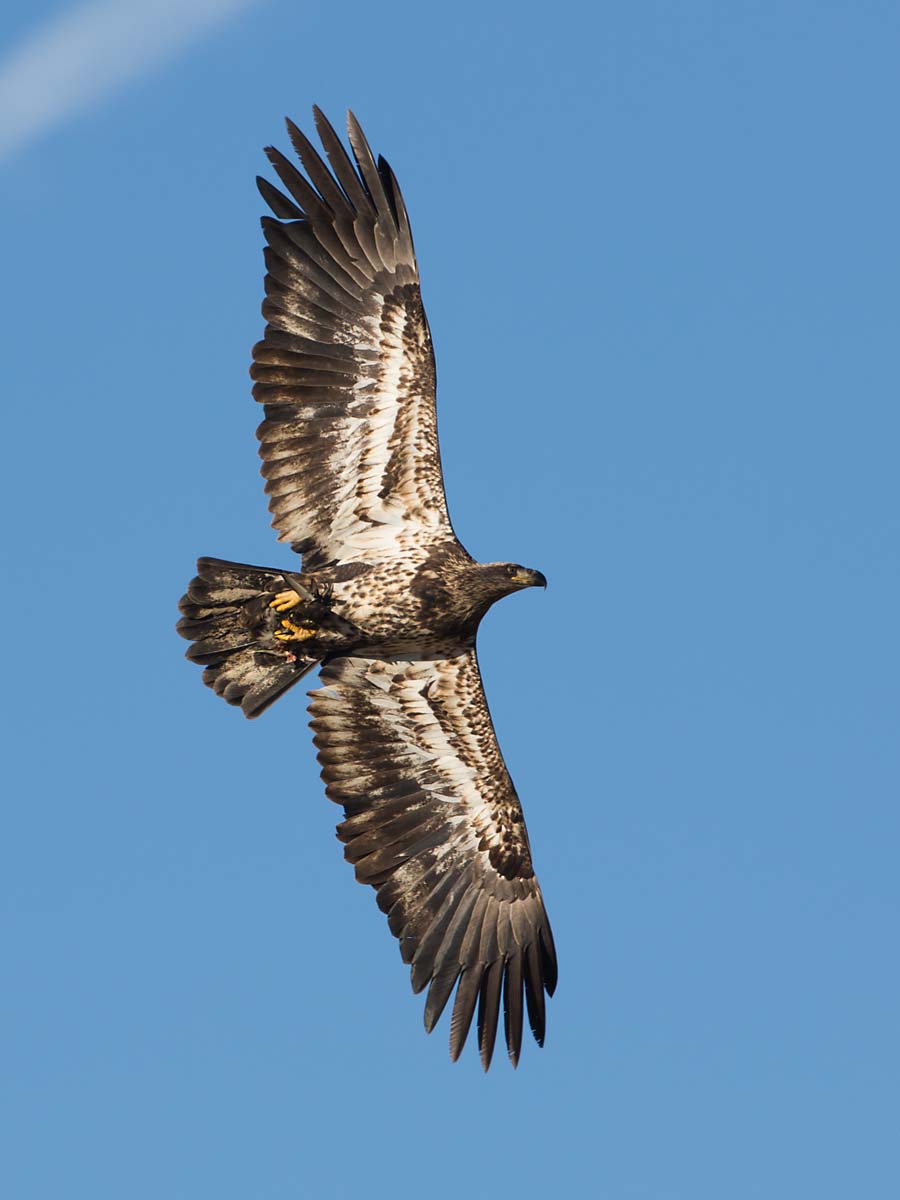 Bald eagle (juvenile), Squaw Creek National Wildlife Refuge, Missouri, December.    Click for next photo.
