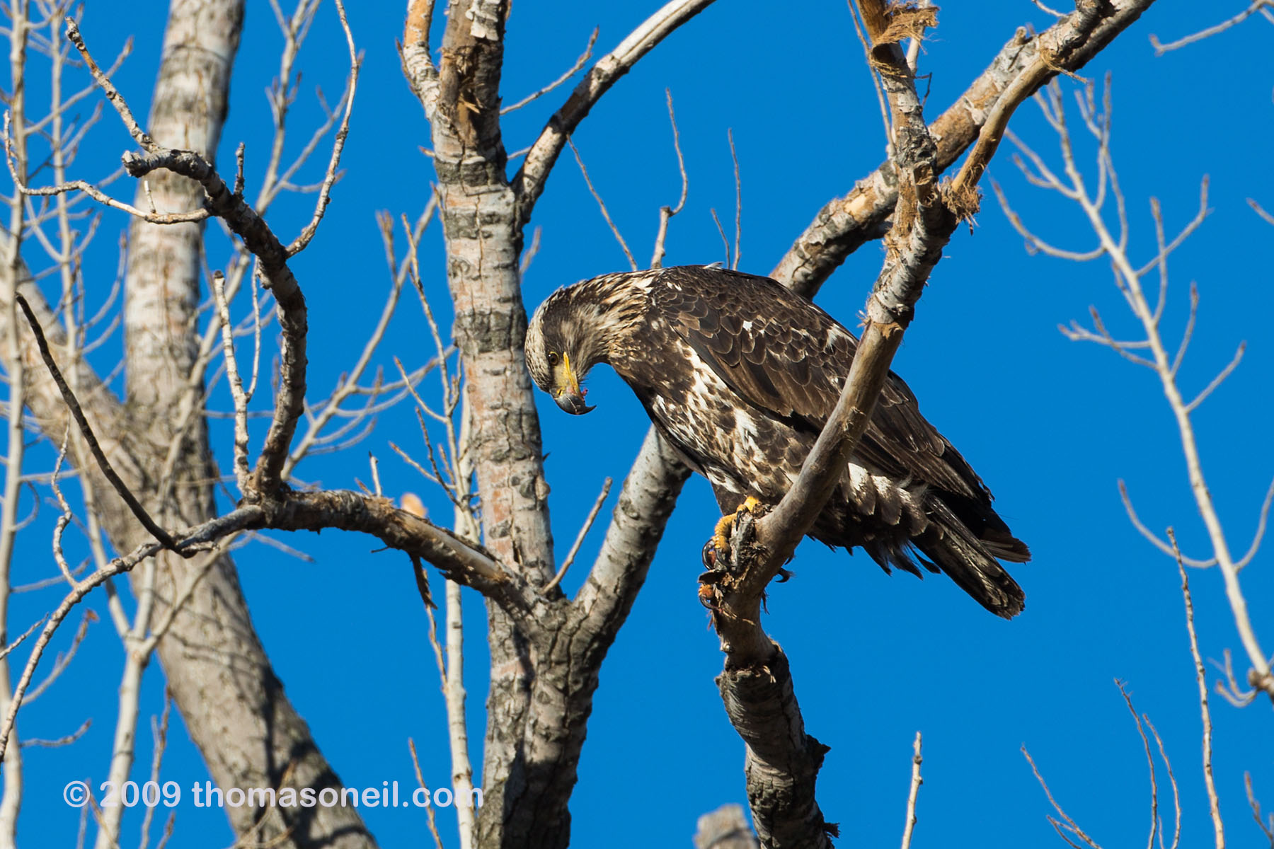 Bald eagle (juvenile) eating something, Squaw Creek National Wildlife Refuge, Missouri, December.    Click for next photo.