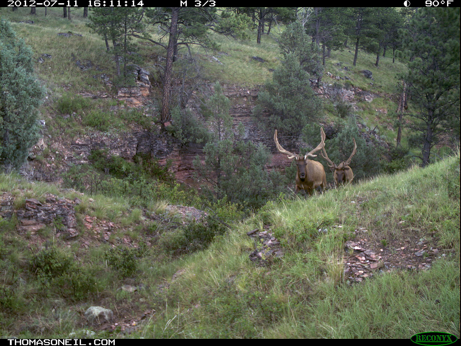Trailcam picture of elk, Wind Cave National Park.  Click for next photo.